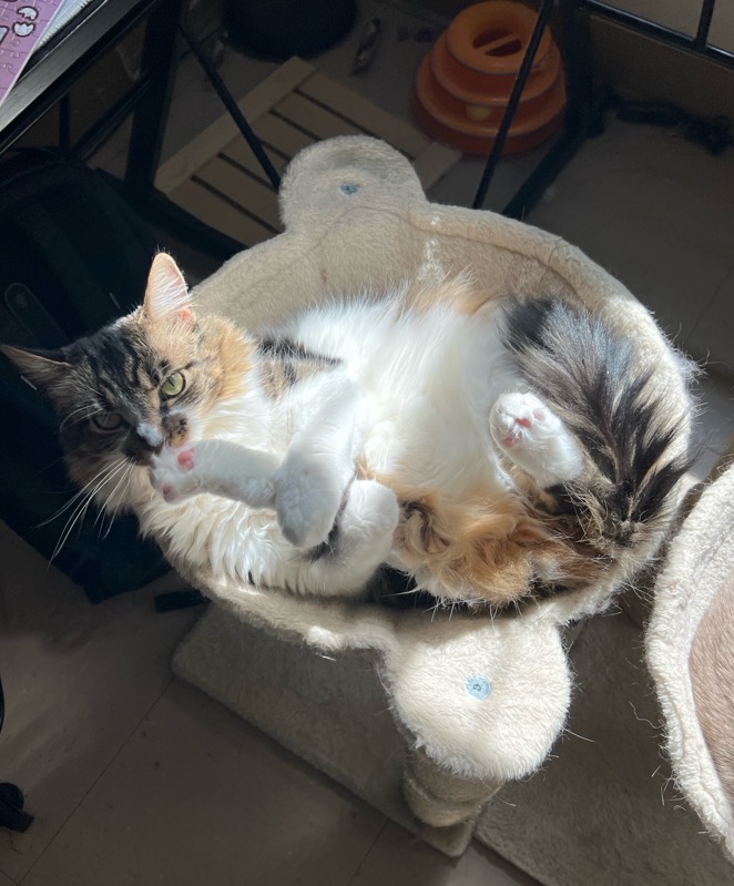 Cat 1