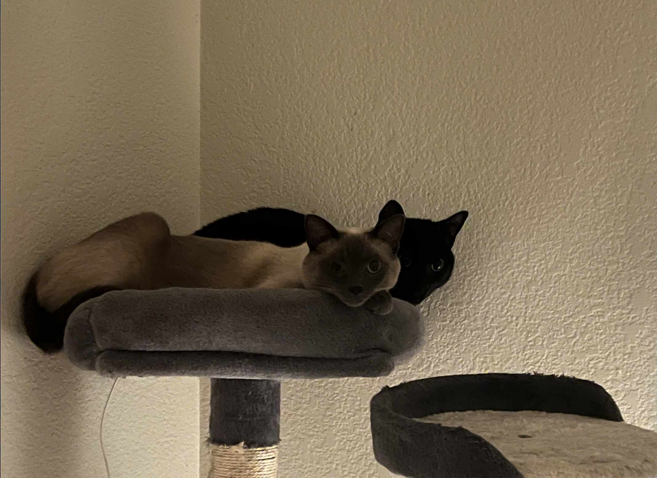 Cat 2