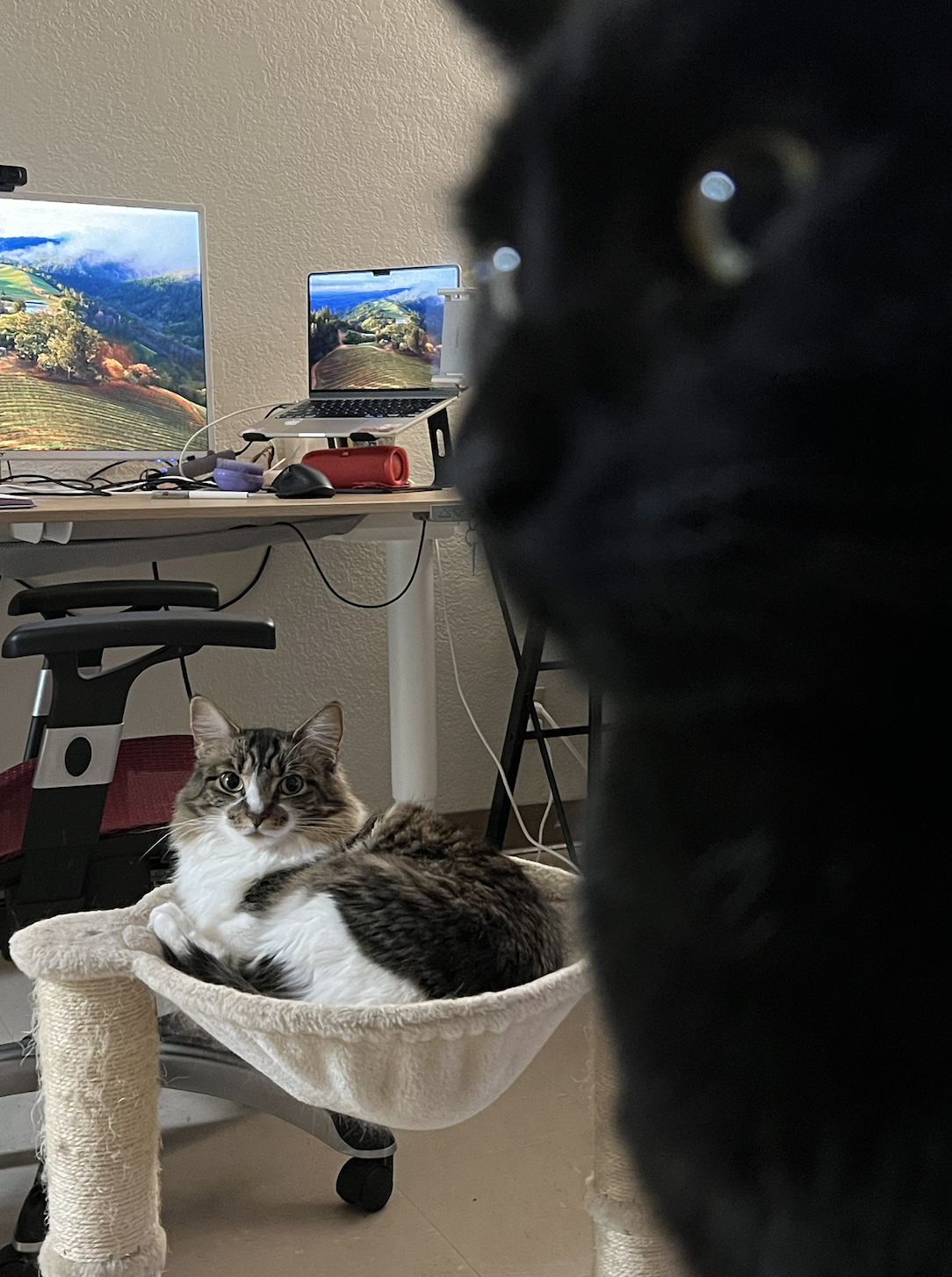 Cat 2